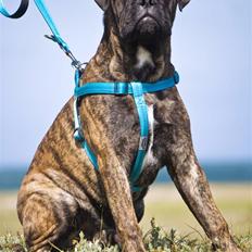 Bullmastiff Milow