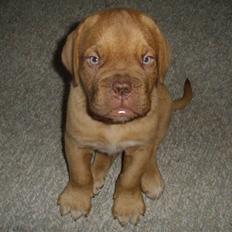 Dogue de bordeaux Møffe