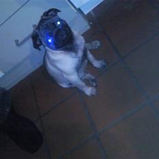 Mops allerskønneste Katie