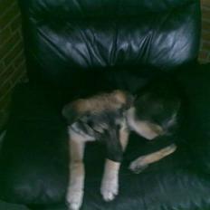 Blanding af racer Bassie (Solgt)