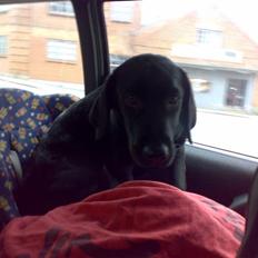 Labrador retriever freja R.I.P. mors pige