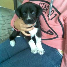 Blanding af racer lady