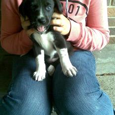 Blanding af racer lady