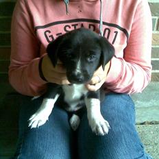 Blanding af racer lady