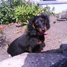 Dværggravhund Tulle