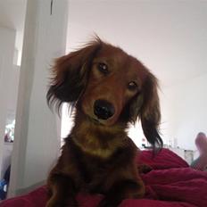 Miniature gravhund anthony