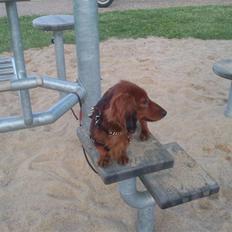 Miniature gravhund anthony