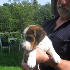 Drever Härkillas Öjjo 1