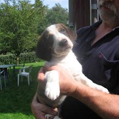 Drever Härkillas Öjjo 1