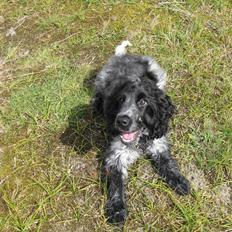 Cocker spaniel Kenzo