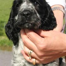 Cocker spaniel Kenzo