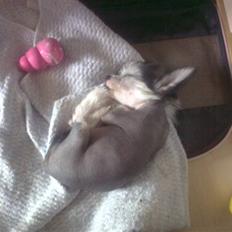 Chinese crested hårløs Kiara