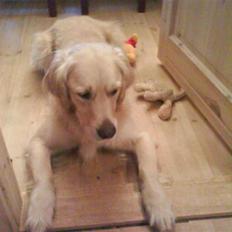 Golden retriever Luca