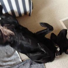 Labrador retriever Bella
