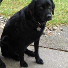 Labrador retriever Bella