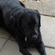 Labrador retriever Bella