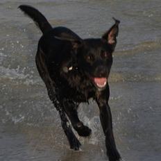 Labrador retriever Aiko