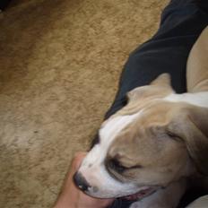 Amerikansk bulldog Hector