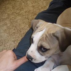 Amerikansk bulldog Hector