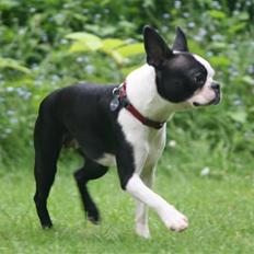 Boston terrier Lilly