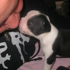 Boston terrier Lilly