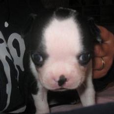 Boston terrier Lilly