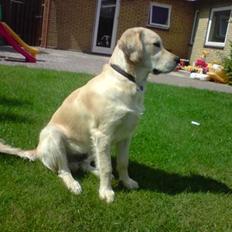 Golden retriever Buller 