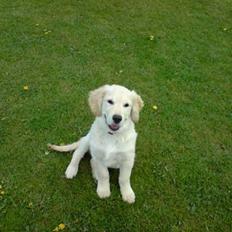 Golden retriever Buller 