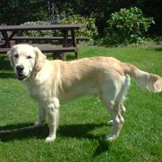 Golden retriever Buller 