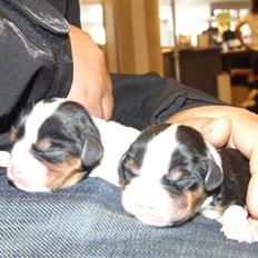 King charles spaniel Nørgaards Frække Frida