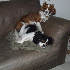 King charles spaniel Nørgaards Frække Frida