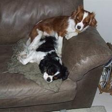 King charles spaniel Nørgaards Frække Frida