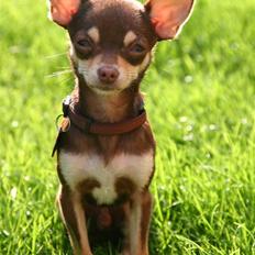 Chihuahua Mr. Muffin
