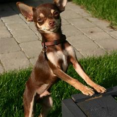Chihuahua Mr. Muffin
