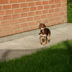 Chihuahua Mr. Muffin