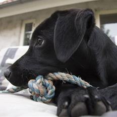 Labrador retriever Molly<3