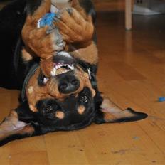 Blanding af racer Allie 