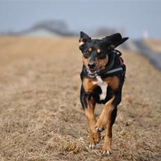 Blanding af racer Allie 