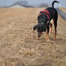 Blanding af racer Allie 