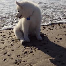 Samojedhund Aslan  "SOLGT"