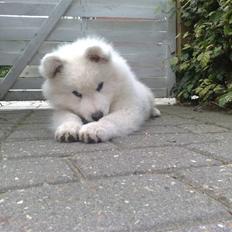 Samojedhund Aslan  "SOLGT"