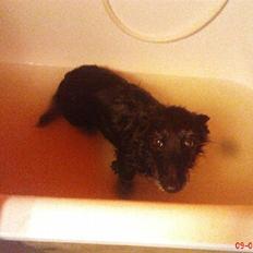 Blanding af racer Tikki