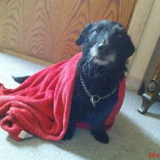 Blanding af racer Tikki