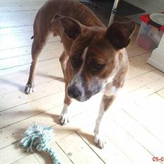 Amerikansk staffordshire terrier Diva