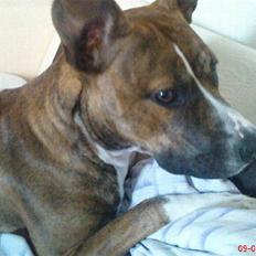 Amerikansk staffordshire terrier Diva