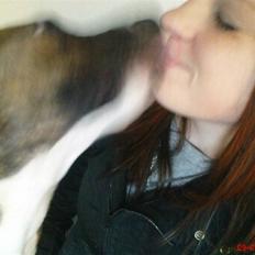 Amerikansk staffordshire terrier Diva