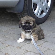 Lhasa apso Simba