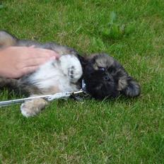 Lhasa apso Simba