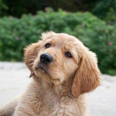 Golden retriever Soey