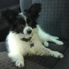 Papillon Balou *Bor Hos Veninde*